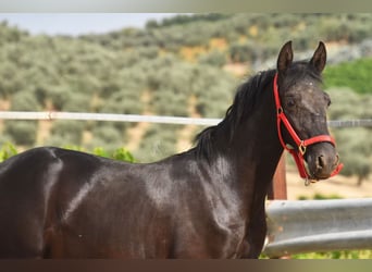 PRE Mestizo, Semental, 1 año, 146 cm, Negro