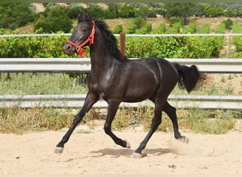 PRE Mestizo, Semental, 1 año, 146 cm, Negro