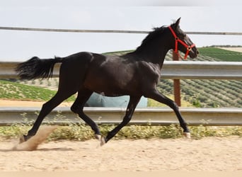 PRE Mestizo, Semental, 1 año, 146 cm, Negro