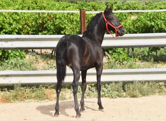 PRE Mestizo, Semental, 1 año, 146 cm, Negro