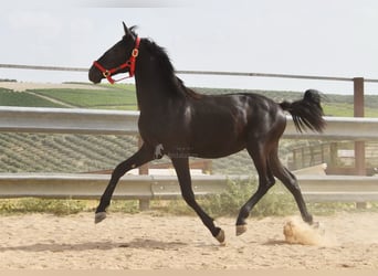 PRE Mestizo, Semental, 1 año, 146 cm, Negro