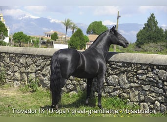 PRE Mestizo, Semental, 1 año, 146 cm, Negro