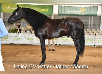 PRE Mestizo, Semental, 1 año, 146 cm, Negro
