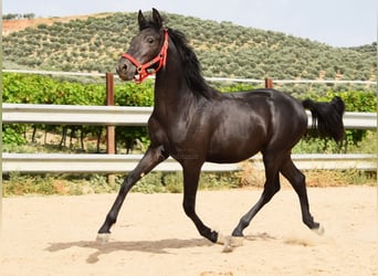 PRE Mestizo, Semental, 1 año, 146 cm, Negro