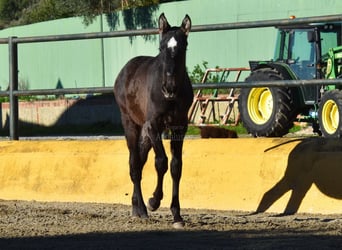 PRE Mestizo, Semental, 1 año, 146 cm, Tordo