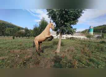PRE Mestizo, Semental, 1 año, 150 cm, Bayo