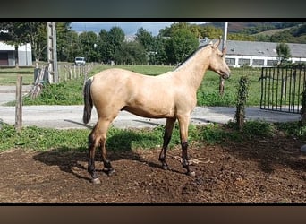 PRE, Semental, 1 año, 150 cm, Bayo