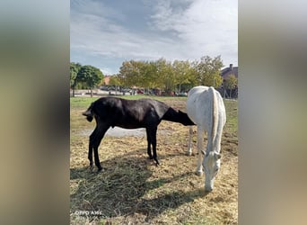 PRE, Semental, 1 año, 150 cm, Tordillo negro