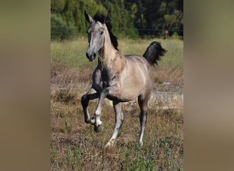 PRE, Semental, 1 año, 150 cm, Tordo
