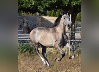 PRE, Semental, 1 año, 150 cm, Tordo