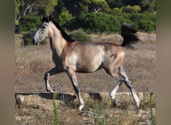 PRE, Semental, 1 año, 150 cm, Tordo