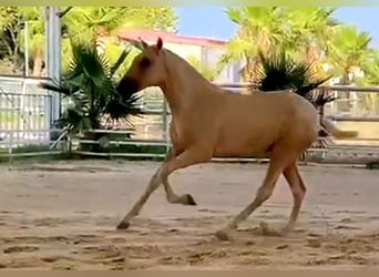 PRE Mestizo, Semental, 1 año, 151 cm, Palomino