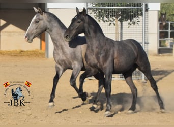 PRE Mestizo, Semental, 1 año, 151 cm, Tordo