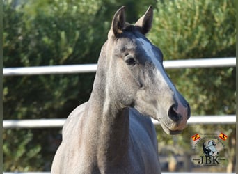 PRE Mestizo, Semental, 1 año, 151 cm, Tordo