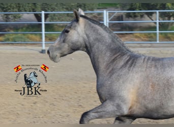 PRE Mestizo, Semental, 1 año, 151 cm, Tordo