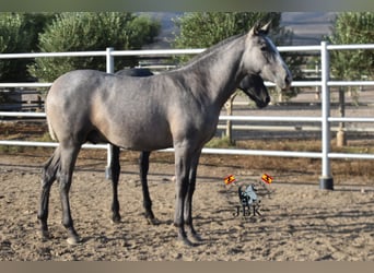 PRE Mestizo, Semental, 1 año, 151 cm, Tordo