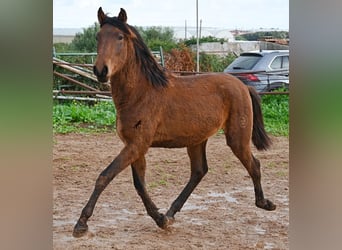 PRE Mestizo, Semental, 1 año, 152 cm, Castaño