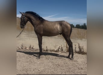 PRE Mestizo, Semental, 1 año, 152 cm, Morcillo