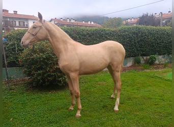 PRE Mestizo, Semental, 1 año, 153 cm, Champán