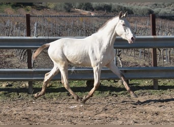 PRE Mestizo, Semental, 1 año, 155 cm, Perla