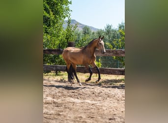 PRE Mestizo, Semental, 1 año, 156 cm, Buckskin/Bayo
