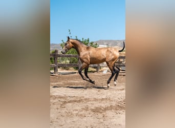 PRE Mestizo, Semental, 1 año, 156 cm, Buckskin/Bayo