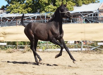 PRE, Semental, 1 año, 156 cm, Negro