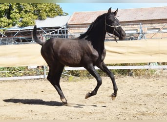 PRE, Semental, 1 año, 156 cm, Negro