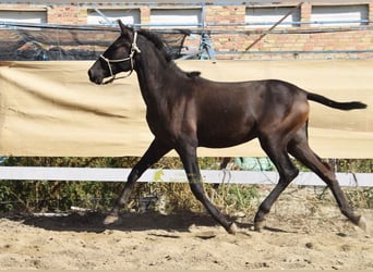 PRE, Semental, 1 año, 156 cm, Negro