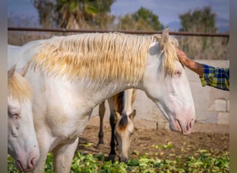 PRE Mestizo, Semental, 1 año, 156 cm, Perlino