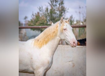 PRE Mestizo, Semental, 1 año, 156 cm, Perlino