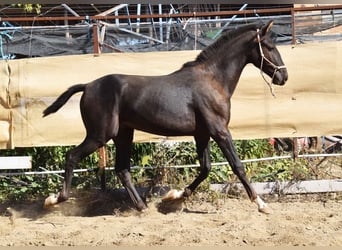 PRE, Semental, 1 año, 157 cm, Negro
