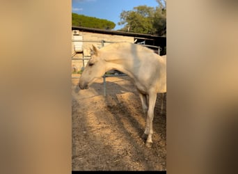 PRE Mestizo, Semental, 1 año, 157 cm, Palomino