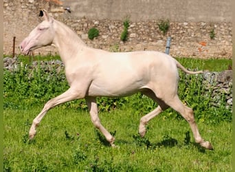 PRE Mestizo, Semental, 1 año, 157 cm, Perlino