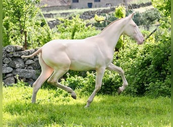 PRE Mestizo, Semental, 1 año, 157 cm, Perlino