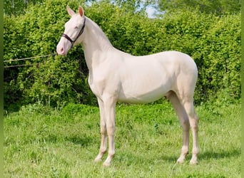 PRE Mestizo, Semental, 1 año, 157 cm, Perlino
