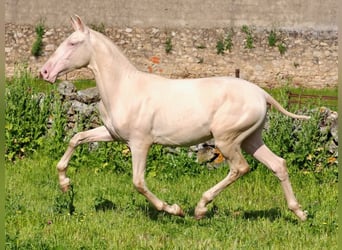 PRE Mestizo, Semental, 1 año, 157 cm, Perlino