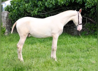 PRE Mestizo, Semental, 1 año, 157 cm, Perlino