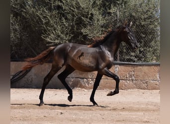 PRE, Semental, 1 año, 158 cm, Negro