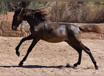 PRE, Semental, 1 año, 158 cm, Negro