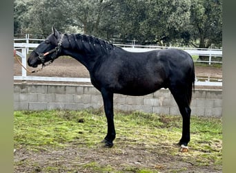 PRE Mestizo, Semental, 1 año, 158 cm, Tordo