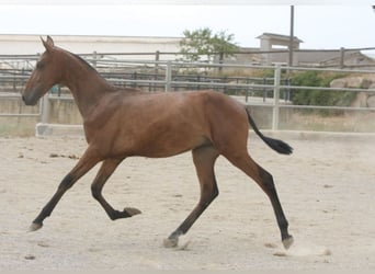 PRE Mestizo, Semental, 1 año, 159 cm