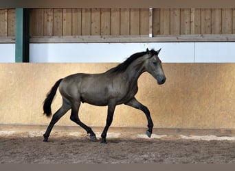 PRE Mestizo, Semental, 1 año, 160 cm, Bayo