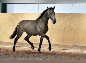 PRE Mestizo, Semental, 1 año, 160 cm, Bayo