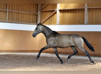 PRE Mestizo, Semental, 1 año, 160 cm, Bayo