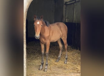 PRE, Semental, 1 año, 160 cm, Castaño