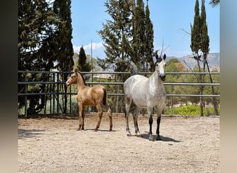 PRE, Semental, 1 año, 160 cm, Champán