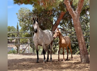 PRE, Semental, 1 año, 160 cm, Champán