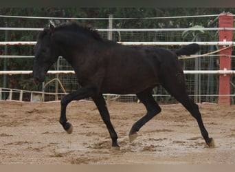 PRE, Semental, 1 año, 160 cm, Negro