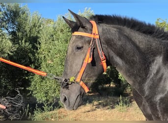 PRE, Semental, 1 año, 160 cm, Tordo